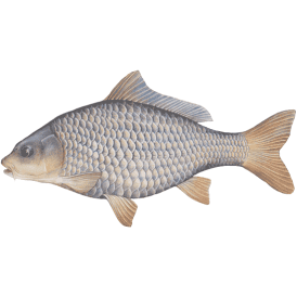 Mirror Carp