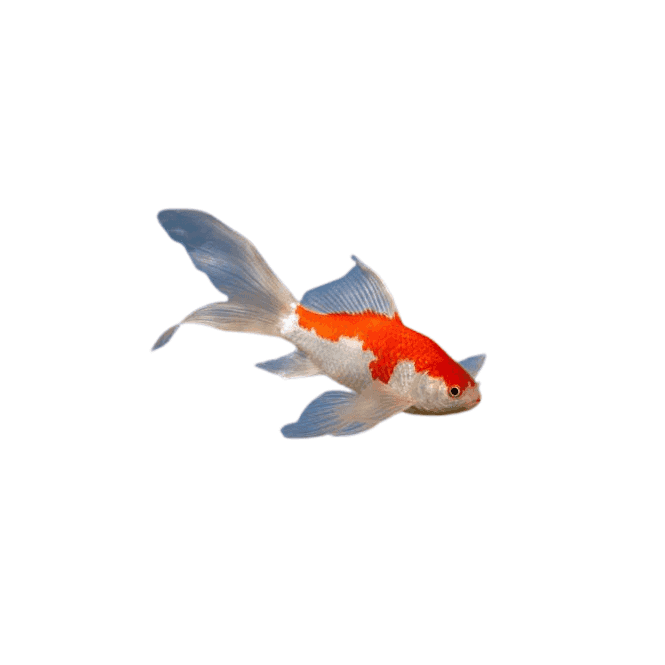 Lincs Aquatics Ltd Sarasa Comet