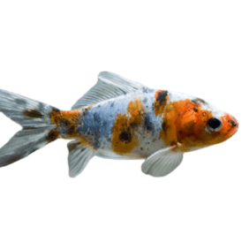 Shubunkin 3-4inch