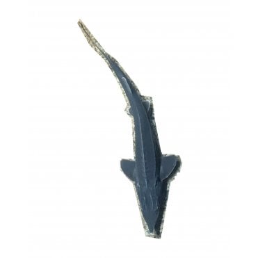 Siberian Sturgeon (Acipenser Baerii)