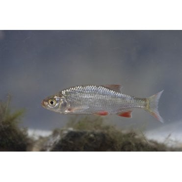 Silver Rudd (Scardinius Erythrophthalmus)