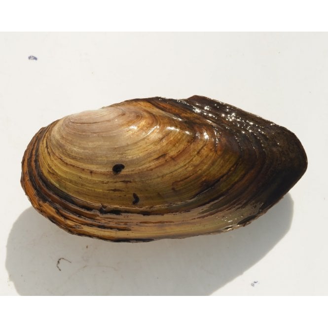 Lincs Aquatics Ltd Swan Mussel