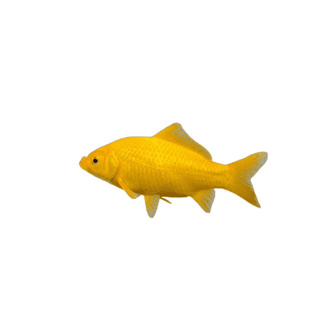 Lincs Aquatics Ltd Yellow Comet (Carassius Auratus)