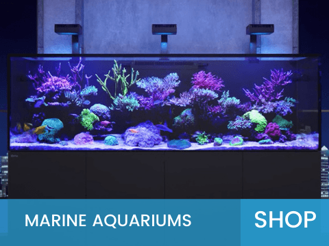 Marine Aquariums
