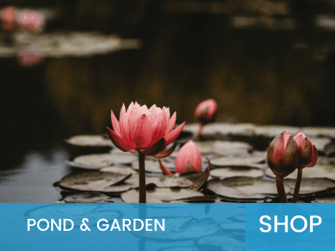 Ponds