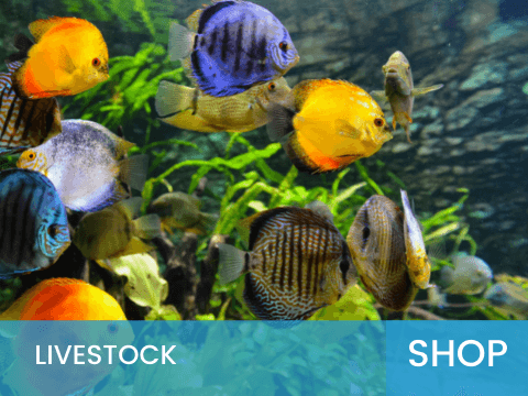 Live Stock