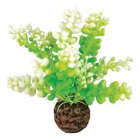 biOrb Aquatic Caulerpa green