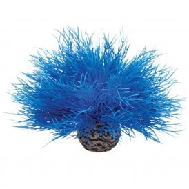 biOrb Aquatic sea lily blue