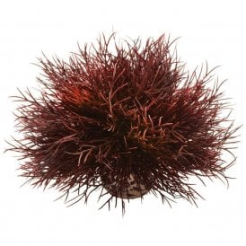 biOrb Aquatic sea lily crimson