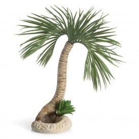 biOrb palm tree Seychelles L