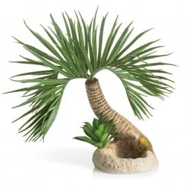 biOrb palm tree Seychelles S