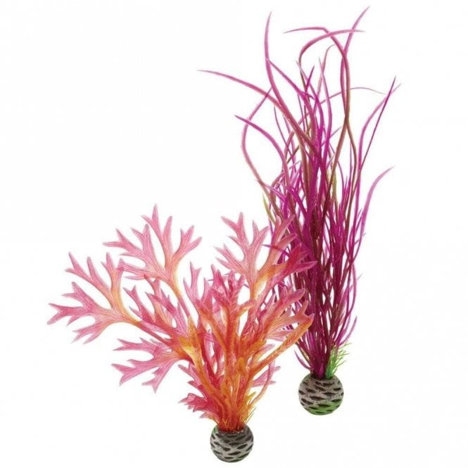 Oase - biOrb biOrb Plant set M red & pink