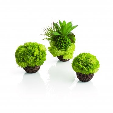 coral ball set green