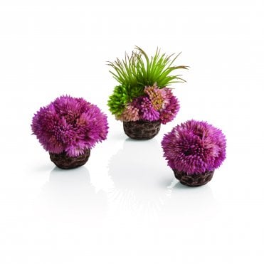 coral ball set purple
