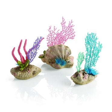 coral fans & shells set