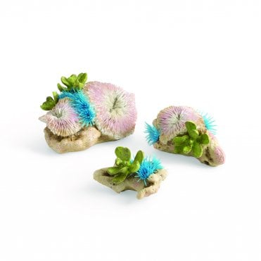 plate corals & button polyp set