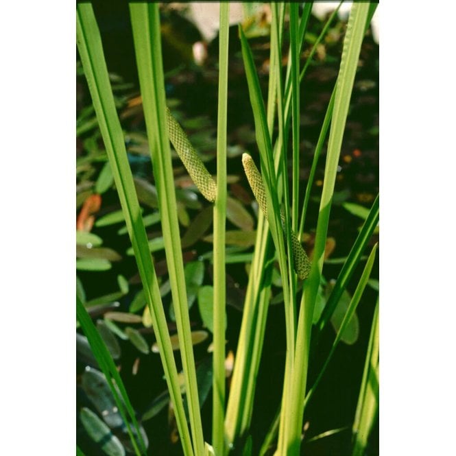 Pond Plants Acorus Calamus Potted