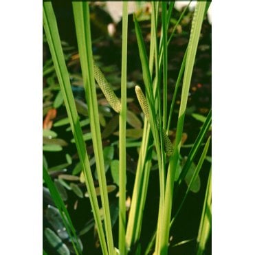 Acorus Calamus Potted