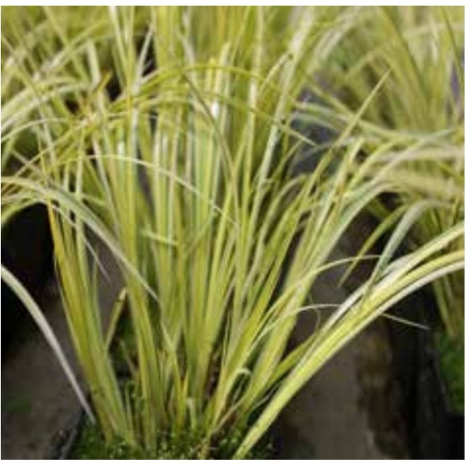 Pond Plants Acorus Gramineus 'Ogon' Potted