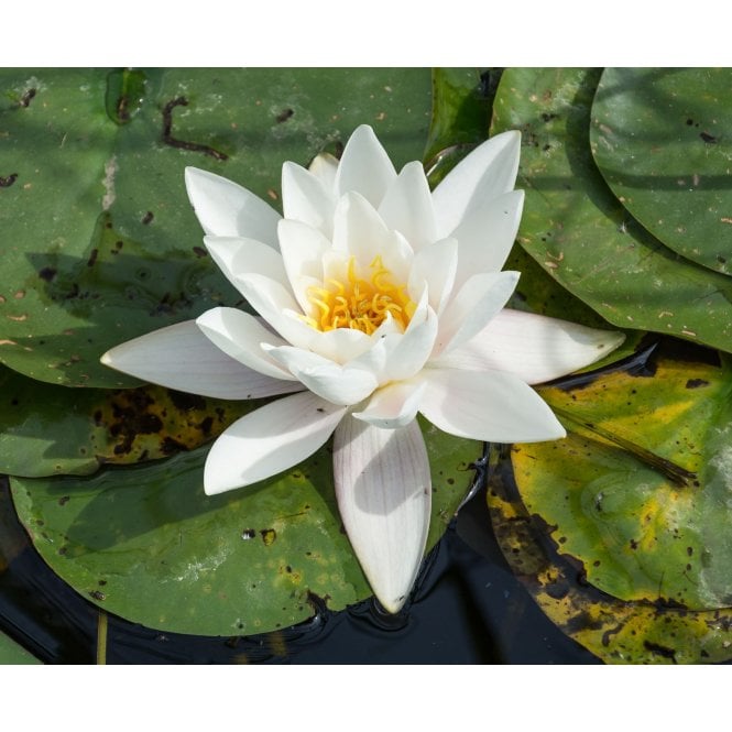 Pond Plants Alba Lily 3.5L Potter