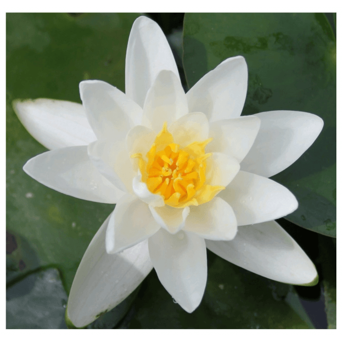 Pond Plants Albatross Lily 3.5L Potted