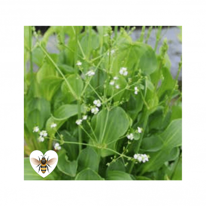 Pond Plants Alisma Parviflorum Potted
