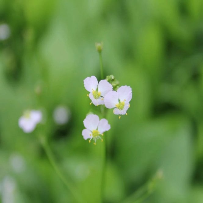 Pond Plants Alisma Plantago Aquaticum Potted