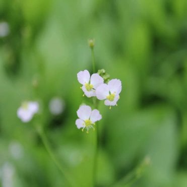 Alisma Plantago Aquaticum Potted