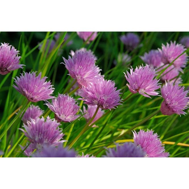 Pond Plants Allium Schoenoprasum Potted