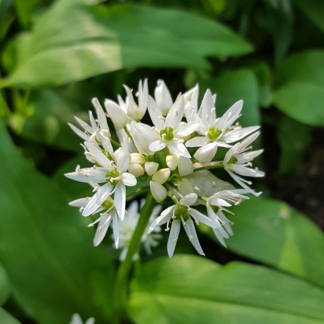 Pond Plants Allium Ursinum Potted