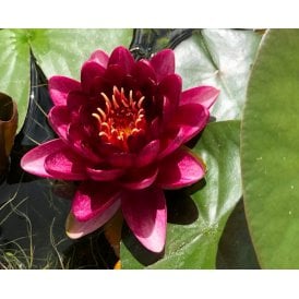 Almost Black Lily 3.5L Potted