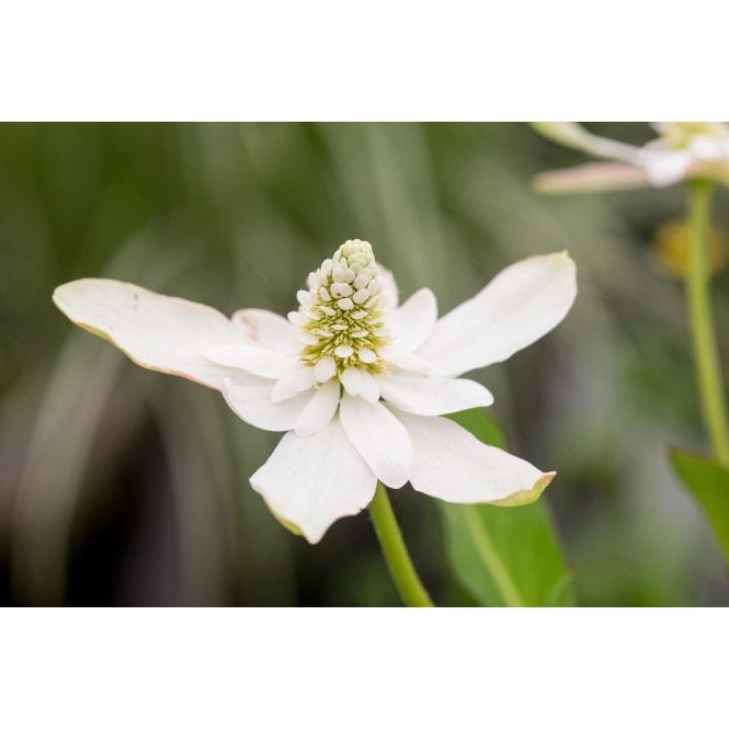 Pond Plants Anemopsis Californicum Potted