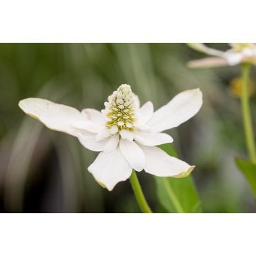 Anemopsis Californicum Potted