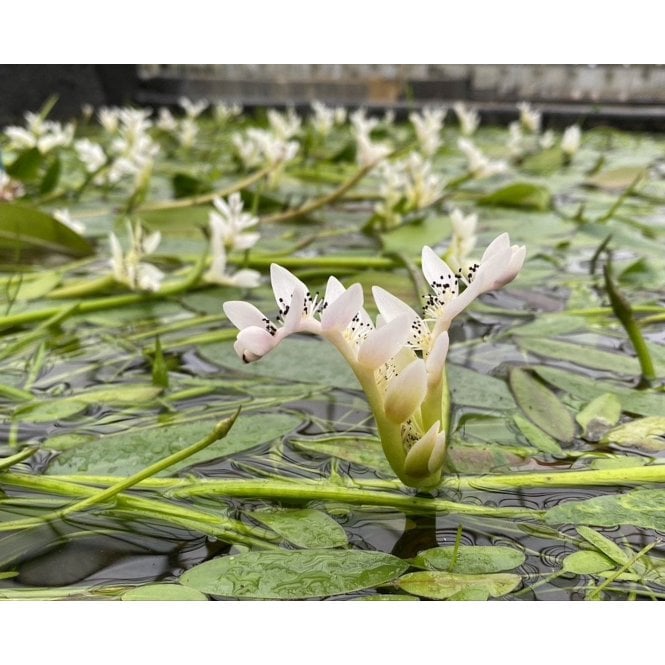 Pond Plants Aponogeton Distachyos 1L Potted