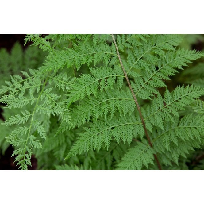 Pond Plants Athyrium Filix Femina Potted