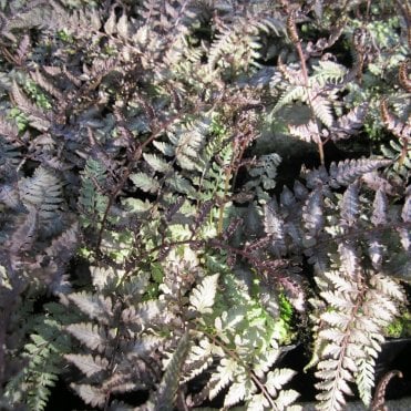Athyrium Niponicum Metallicum Potted