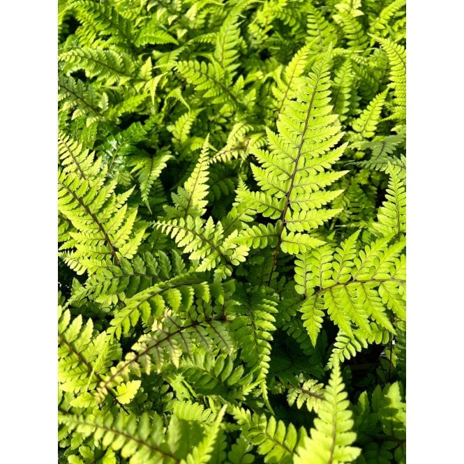 Pond Plants Athyrium Otophorum Okanum Potted
