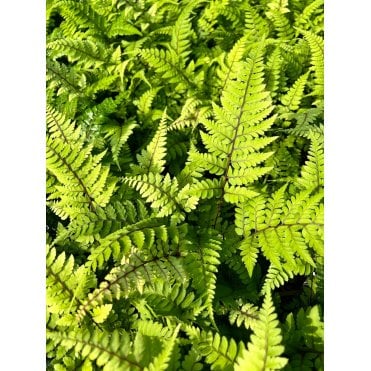 Athyrium Otophorum Okanum Potted