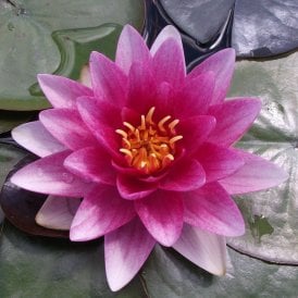 Attraction Lily 3.5L Potted