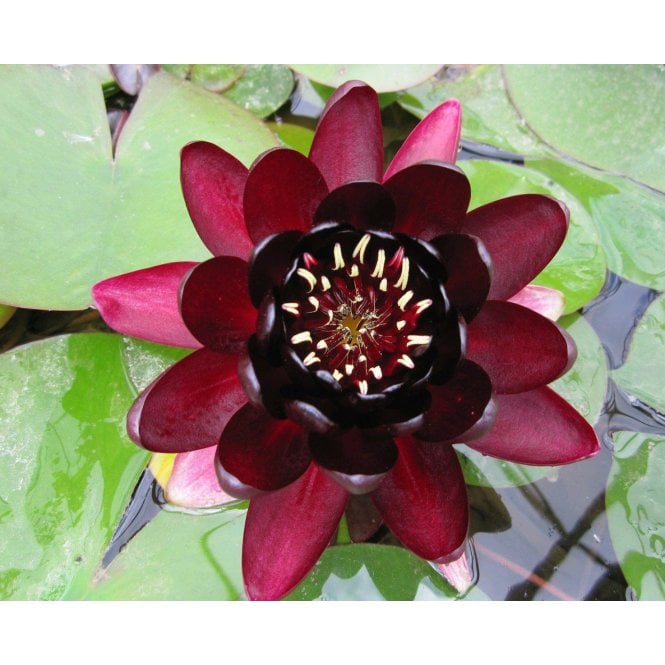 Pond Plants Black Princess Lily 3.5L Potted