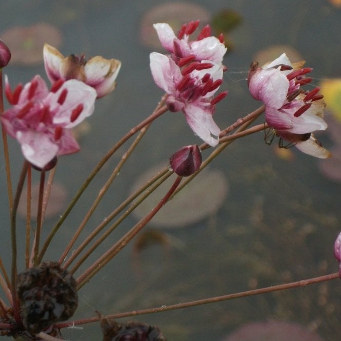 Pond Plants Butomus Umbellatus Potted