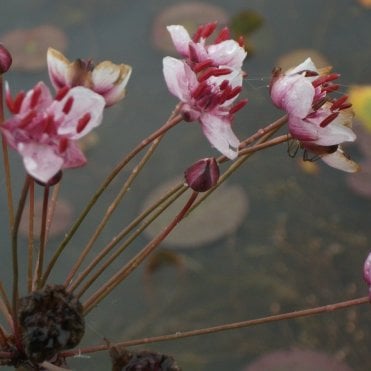 Butomus Umbellatus Potted