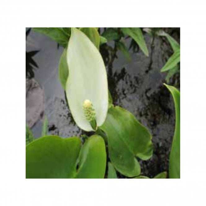 Pond Plants Calla Palustris Potted
