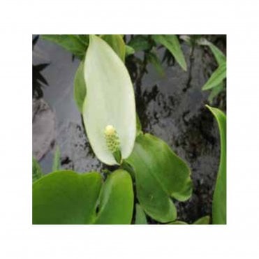 Calla Palustris Potted
