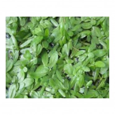 Callitriche Autumnalis (Starwort) Bunch