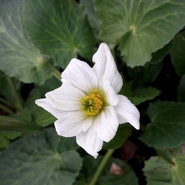 Caltha Leptosepala Potted