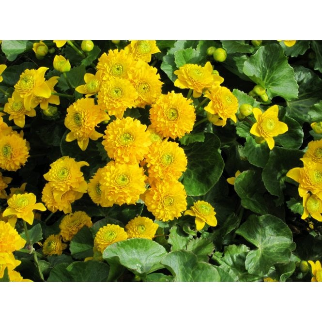 Pond Plants Caltha Palustris Plena Potted 
