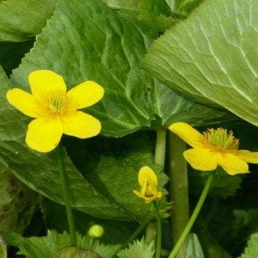 Caltha Palustris Polypetala Potted