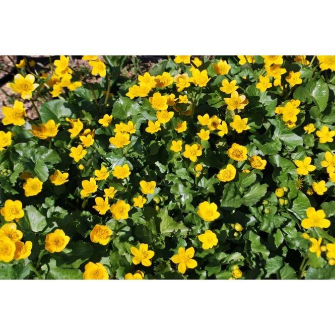 Pond Plants Caltha Palustris Potted