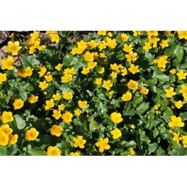 Caltha Palustris Potted